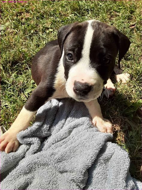 12 week old pit puppy